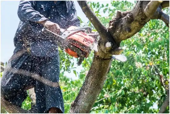 tree services Fort Coffee